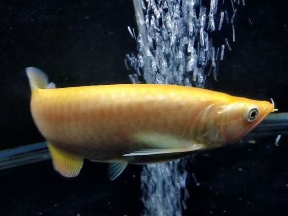 Xanthic Jardini Arowana 7.png