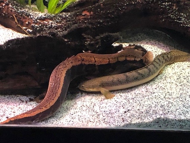 EEL AND BIRCHIR.jpg