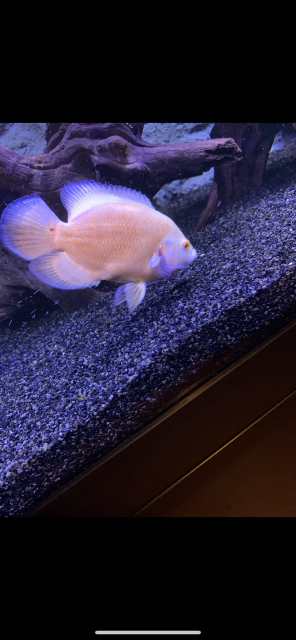 392DAEEB-D514-4B39-AF61-3FD0A7AFCBC9.png 392DAEEB-D514-4B39-AF61-3FD0A7AFCBC9.png