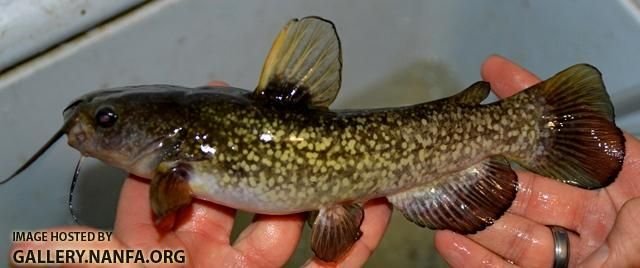 Spotted Bullhead Catfish.jpg