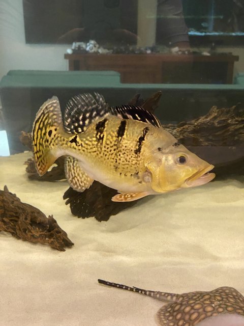 For Sale - Short body Kelberi bass 12-13