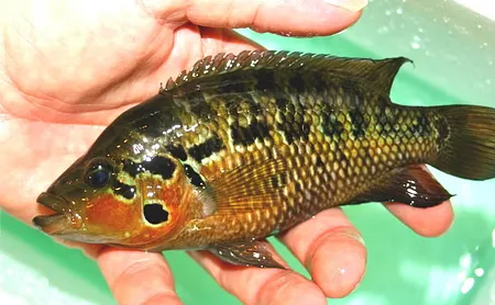 1617192856387.png 1617192856387.png