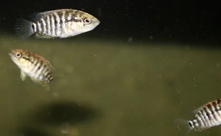 1617193298060.png 1617193298060.png