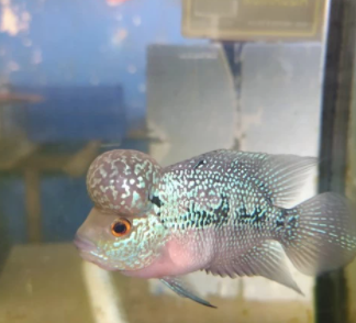 Screenshot (216).png