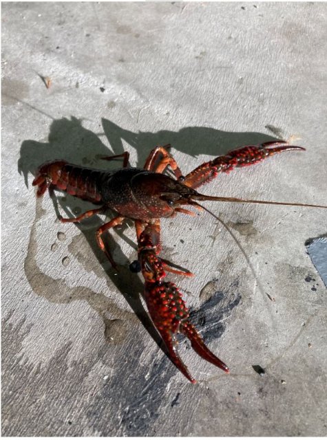 Crayfish1.JPG Crayfish1.JPG