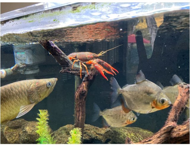 Crayfish2.JPG Crayfish2.JPG
