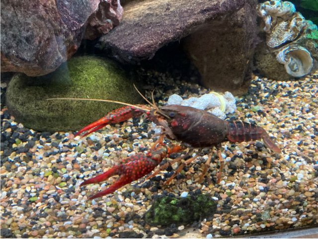 Crayfish3.JPG Crayfish3.JPG
