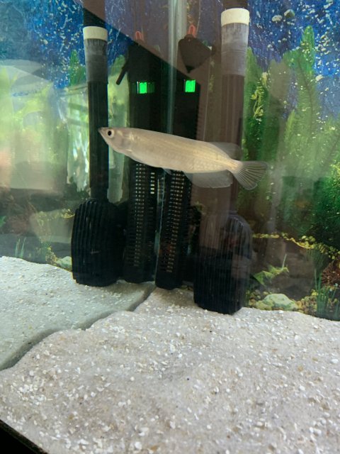 15665D1C-DBD5-4930-8710-4DE82B05EB56.jpeg 15665D1C-DBD5-4930-8710-4DE82B05EB56.jpeg