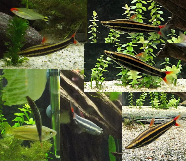 Anostomus comp.jpg Anostomus comp.jpg