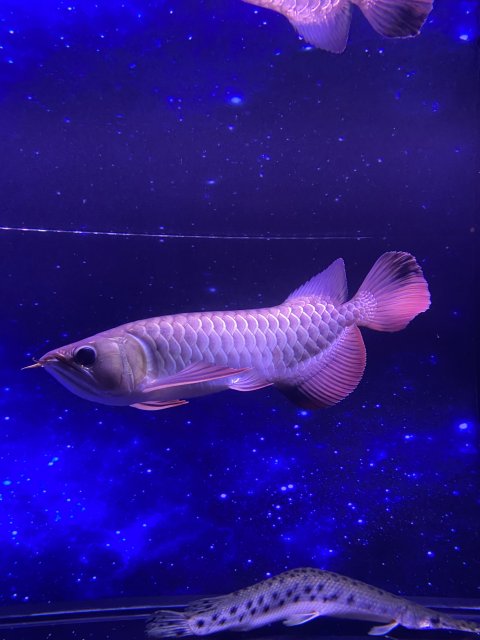 7036FD8E-C8B9-4BAF-B0E8-DDC0AD634043.jpeg 7036FD8E-C8B9-4BAF-B0E8-DDC0AD634043.jpeg