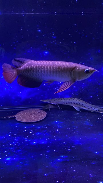 4A75BB01-0CAB-4398-85FA-9ACBF443D297.jpeg 4A75BB01-0CAB-4398-85FA-9ACBF443D297.jpeg