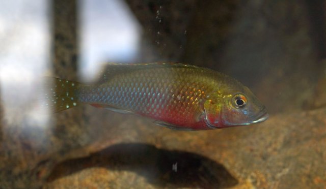 Lufubuchromis_relictus_002.jpg