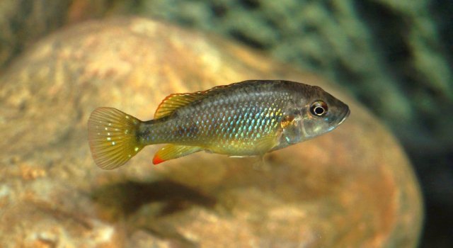 Lufubuchromis_relictus_003.jpg