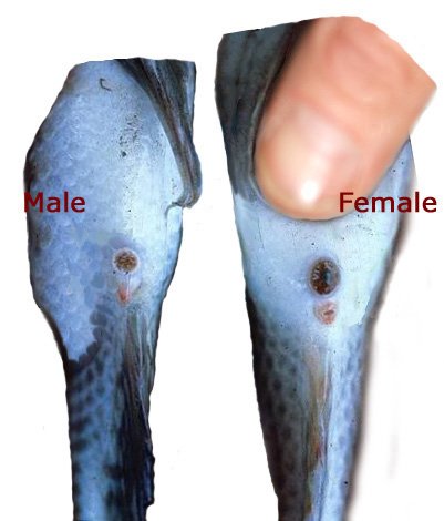 ventingfish2.jpg ventingfish2.jpg