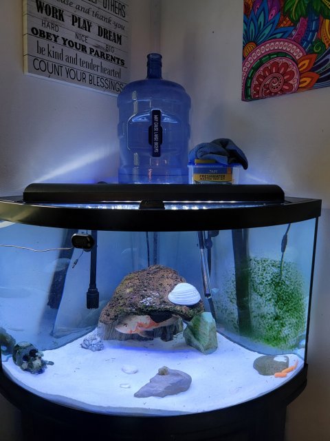Possible Disease or Fugus on my Oscar Fish
