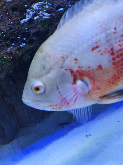 Possible Disease or Fugus on my Oscar Fish