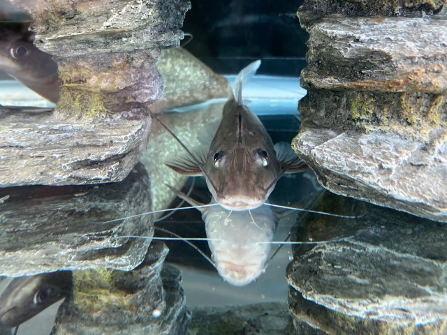 Platysilurus mucosus 9.jpg