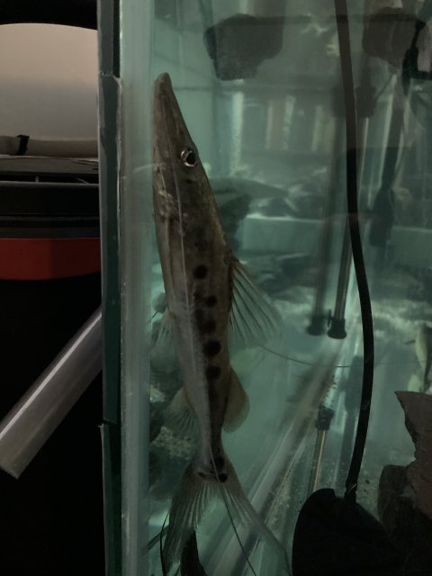 Platysilurus mucosus 8.jpg