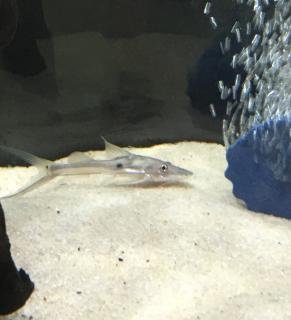 Platysilurus mucosus 6.jpg