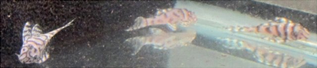 superwhite2-3fish.jpg