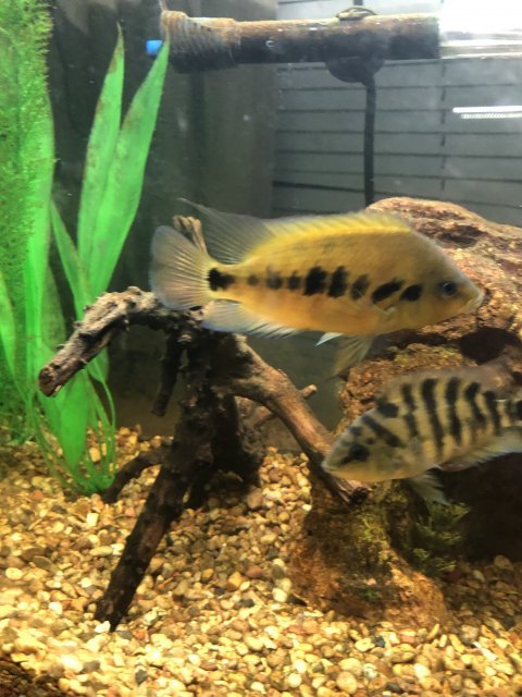 1619095921226.jpeg