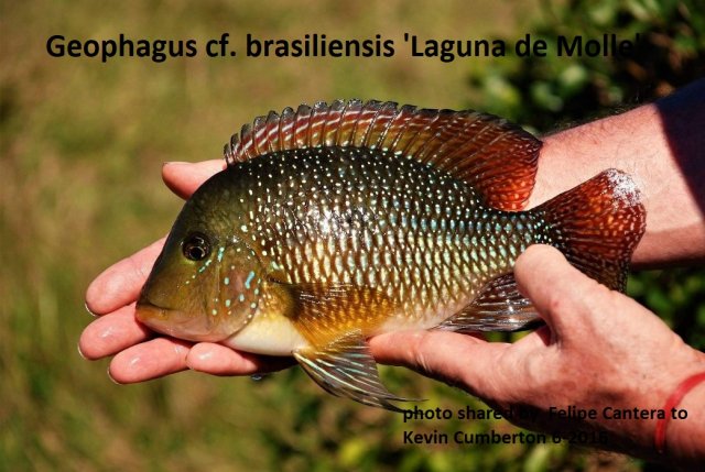 Geophagus cf. brasiliensis 'Laguna de Molle'.jpg
