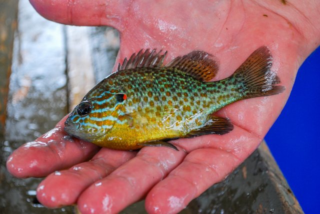 Sunfish.jpg