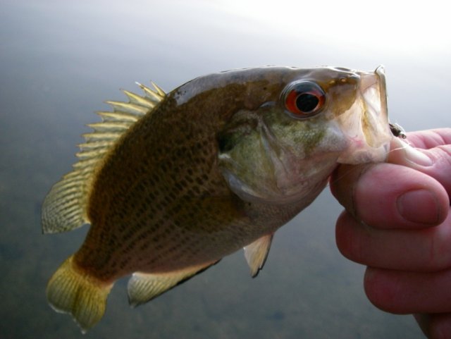Bluegill-Rock-Bass-Fly-Fishing.jpg