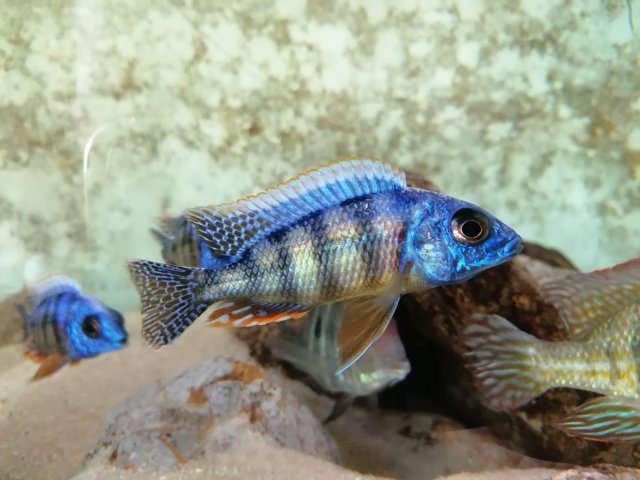 African Cichlid 3.jpg