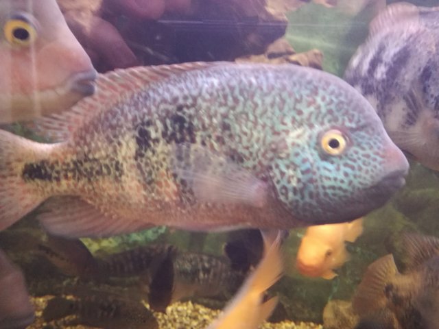 IMG_20171016_124101_100726.jpg