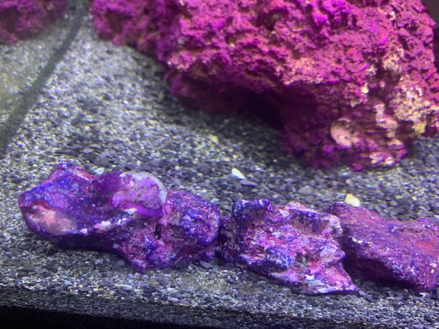 97580914-0EA0-4F4B-B3EE-78BF73E77BAD.jpeg 97580914-0EA0-4F4B-B3EE-78BF73E77BAD.jpeg