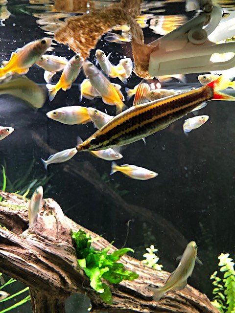 Anostomus IMG_0494.jpg