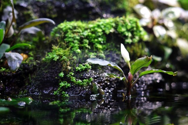 Bucephalandra Blossom.jpg
