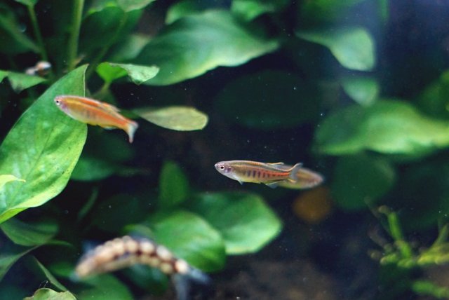 C. Choprae.jpg
