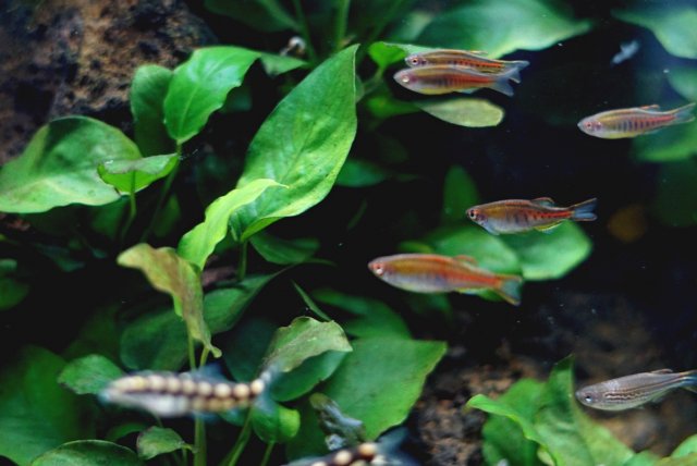 Celestichthys Choprae.jpg