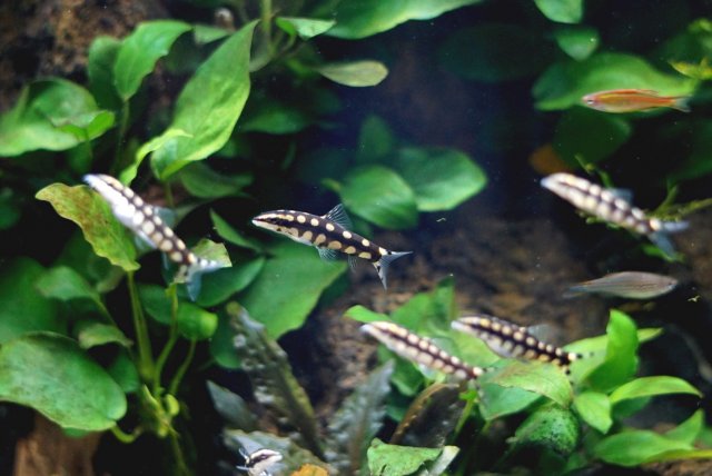 Dwarf Chain Loach Centre.jpg