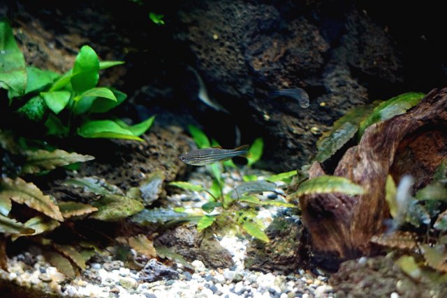Orange Finned Danio 1.jpg