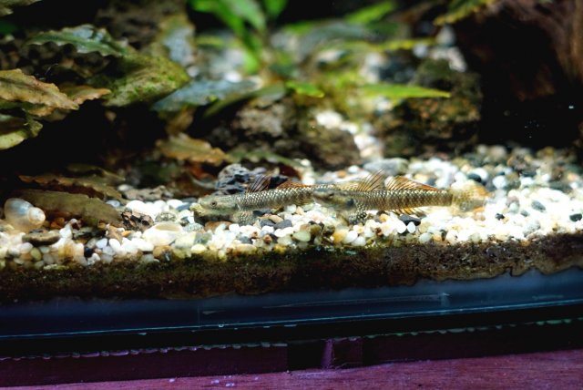 Stiphodon Ornatus Duo.jpg