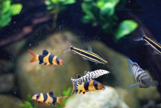 Anostomus Ternetzi.jpg