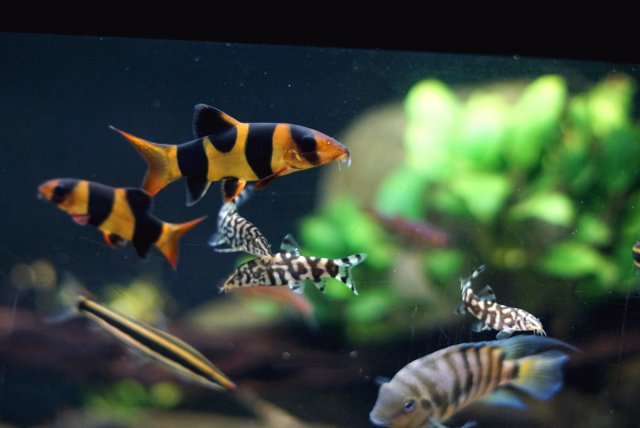 Convict and Loaches.jpg