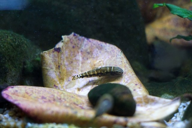 Panda Loach Leaf Litter.jpg