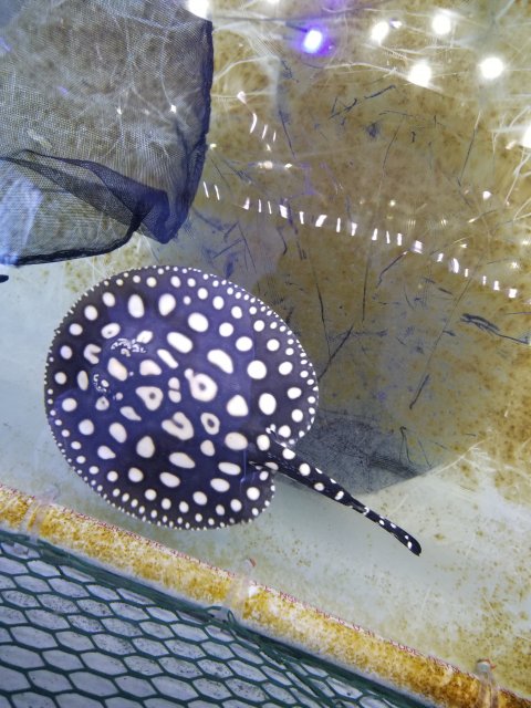For Sale Stingray Pups X Swc X Albino Pearl Hets Pure Mini Marbles Monsterfishkeepers Com