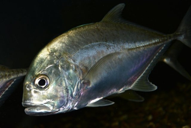 ulua.jpg
