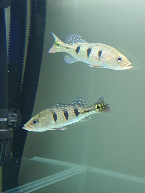 20210503_225324.jpg 20210503_225324.jpg