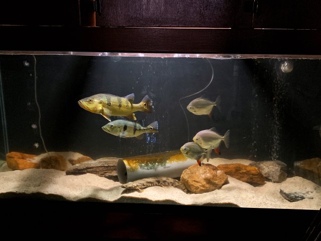 Fulltankshot2.jpg Fulltankshot2.jpg
