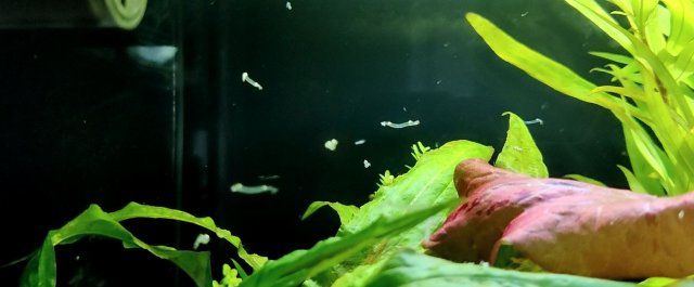 larvae.JPG