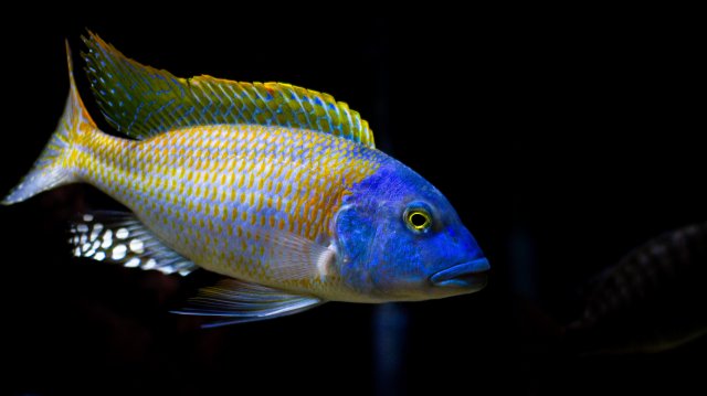 Buccochromis Rhoadesii Lepturus Yellow Edit 2.jpg