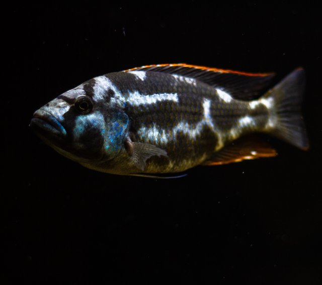 Nimbochromis Livingstonii.jpg