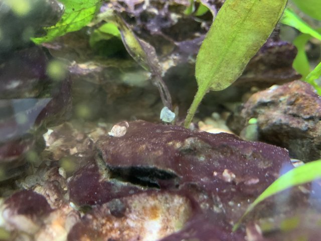 243EC119-2716-46BE-8FC3-D2BE92CFB59A.jpeg 243EC119-2716-46BE-8FC3-D2BE92CFB59A.jpeg