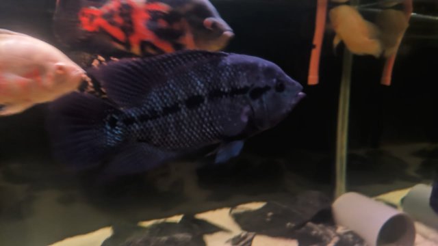 WhatsApp Image 2021-05-08 at 7.39.57 PM.jpeg